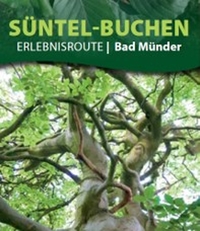 Bild Süntel-Buchen Bild Süntel-Buchen