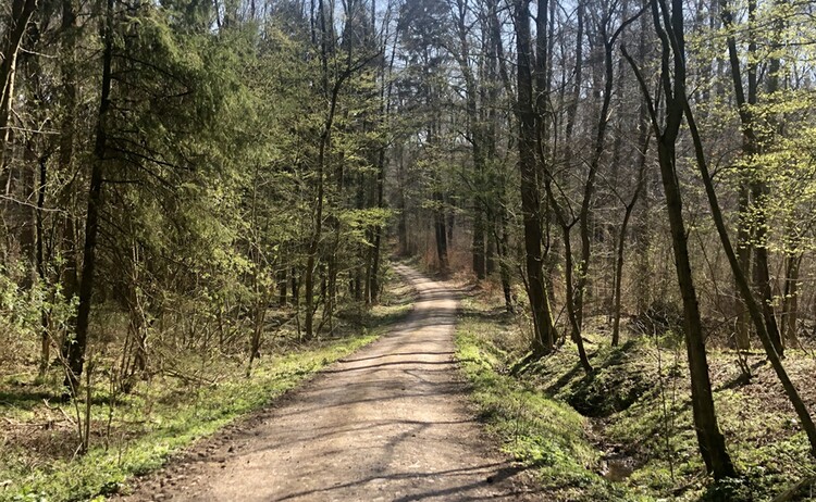 Waldweg