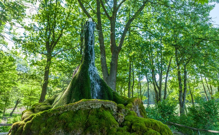 Wasserbaum Ockensen